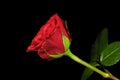 Red rose on the black background