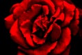 Red rose on black background Royalty Free Stock Photo
