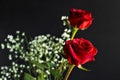 Red Rose On The Black Background With Reflection Royalty Free Stock Photo