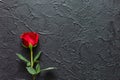 Red rose on a black background, stone. A condolence card. Empty space for emotional, quotes or sayings. The view from the top Royalty Free Stock Photo