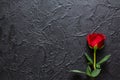 Red rose on a black background, stone. A condolence card. Empty space for emotional, quotes or sayings. The view from the top Royalty Free Stock Photo