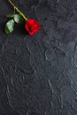 Red rose on a black background, stone. A condolence card. Empty space for emotional, quotes or sayings. The view from the top Royalty Free Stock Photo