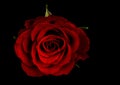 Red rose On Black Backgroundtulip