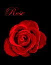 Red rose on black backround