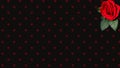 Red Rose Black and Red Polka Dot Background Royalty Free Stock Photo