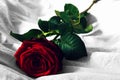 Red rose with black and white background Royalty Free Stock Photo