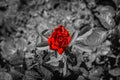 Red rose on black and white background Royalty Free Stock Photo