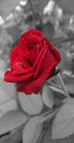 Red Rose on black and white background