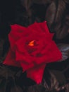 red rose on the blak background