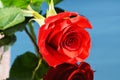 Red rose on ble background, love concept Royalty Free Stock Photo