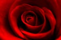 Red rose in bloom Royalty Free Stock Photo