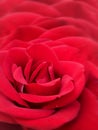 Red rose bloom background with perspective blur Royalty Free Stock Photo