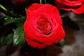 Red rose bloom macro Royalty Free Stock Photo