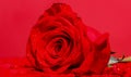 A red rose bloom. Rose petals. Natural bright roses background. Bright red rose for Valentine Day. A close up macro shot Royalty Free Stock Photo