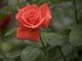 Red Rose, Fresh Red Roses for Mother's Day Royalty Free Stock Photo