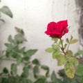 Red rose blooming in branch of green leaves plant growing in the garden, nature photography, gardening background Royalty Free Stock Photo