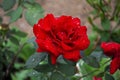 Red rose. Blooming rose bush in the garden in summer. Floral background Royalty Free Stock Photo