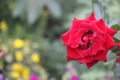 Red rose blooming on the bush in green garden, selective focus, summer nature Royalty Free Stock Photo