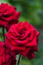 Red rose blooming in the garden. Royalty Free Stock Photo