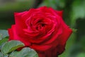 Red rose blooming in garden Royalty Free Stock Photo