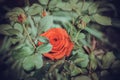 Red Rose Blooming in Garden. Delicate roses on the green background Royalty Free Stock Photo