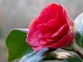 Red rose blooming in garden in spring Royalty Free Stock Photo