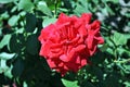 Red rose blooming on green bush, terry petals close up detail, soft blurry background Royalty Free Stock Photo