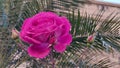 red rose blooming with little buds