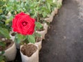 Red Rose Blooming on The Plastic Bag Royalty Free Stock Photo