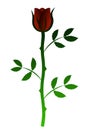 Red Rose