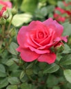 Red rose blooms close - up view, Red rose in a garden Royalty Free Stock Photo