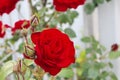 Red rose blooms in the park. Romantic scarlet rose flowers in the bright sun. Decorative fence, flower arch, decoration for