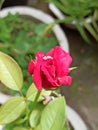 red rose blooms