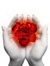 Red rose blossom Royalty Free Stock Photo