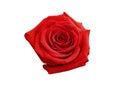 Red Rose Blossom Royalty Free Stock Photo