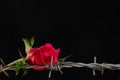 Red rose blossom and barbed wire isolated on black background, concept of love and pain