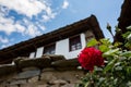 Red rose blossom with blurred Bulgarian house