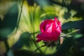 Red rose blossom in the sun