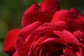 Red Rose Blossom with Water Drops on the Petals - Close-Up Royalty Free Stock Photo