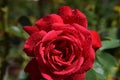 Red Rose Blossom with Water Drops on the Petals - Close-Up Royalty Free Stock Photo