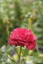 Red rose blossoming in garden after rain. Beautiful flower closeup blooming in garden