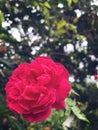 red rose blossoms