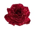 Red rose blossoms, Variegated rose flower isolated on white background, with clipping path