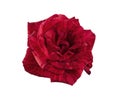 Red rose blossoms, Variegated rose flower isolated on white background, with clipping path