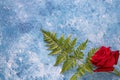 a red rose on blue acrylic paint background Royalty Free Stock Photo