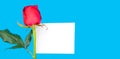 Red rose on a blue background.Empty space for text. Gift for March 8 and Valentine`s day