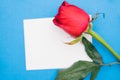 Red rose on a blue background.Empty space for text. Gift for March 8 and Valentine`s day