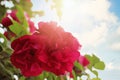 Red rose on blue sky background. Closeup of red rose with leaves and sunlight Royalty Free Stock Photo