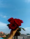 Red Rose with Blue Sky Bcakground Royalty Free Stock Photo