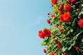 Red rose with blue sky at Jungnangcheon Stream park Seoul Rose Festival in Seoul, Korea